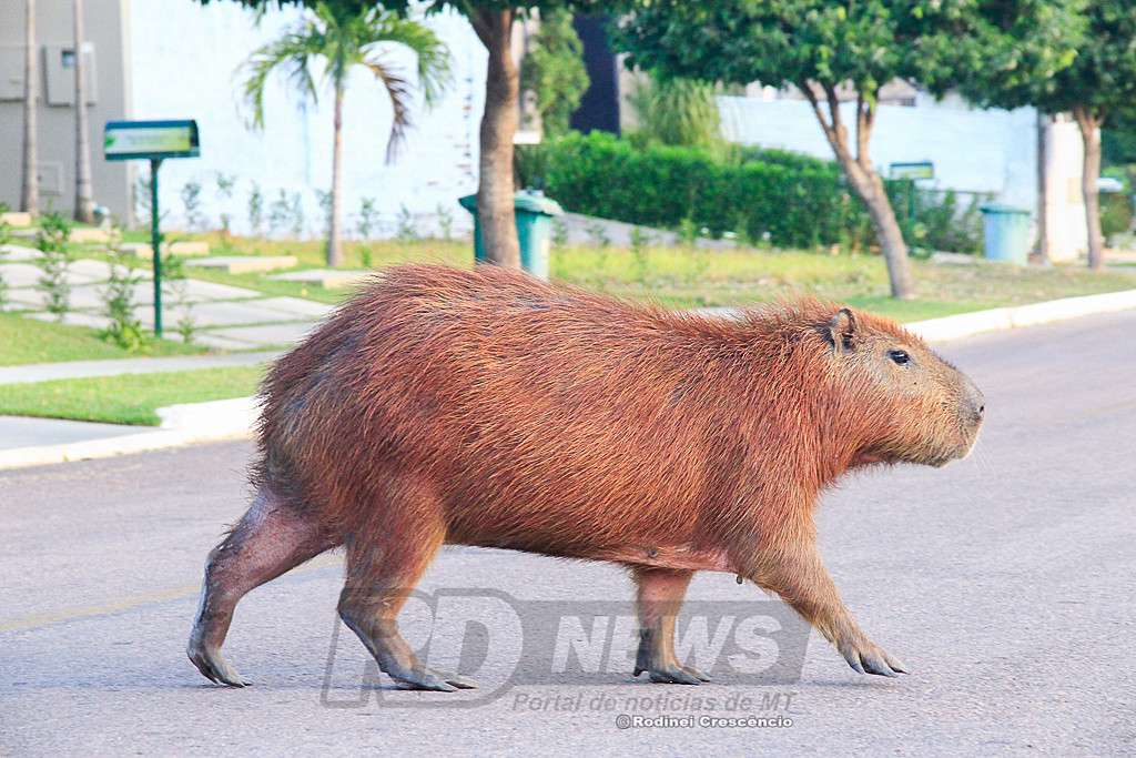 Florais dos Lagos capivaras capivara