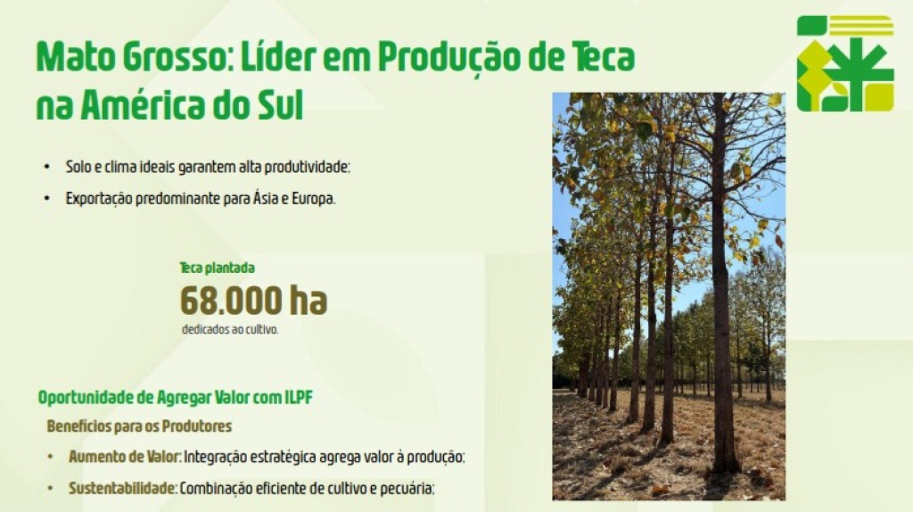 Apresentaï¿½ï¿½o sobre florestas plantadas